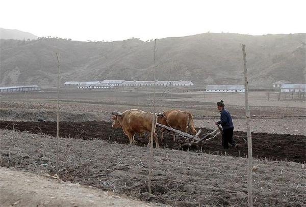 尽管罗先市比朝鲜内地相对发达、开放，但农业生产的“主力”仍是耕牛，生产力也比较落后。